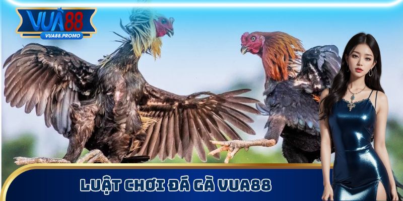 Đá Gà Vua88 - Nghiên Cứu Kỹ Càng Về Luật Chơi Chính Xác 2 Luật chơi đá gà Vua88